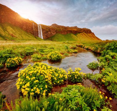 Güneşin altında çiçek açan yeşil tarlanın güzel manzarası. Dramatik ve muhteşem bir sahne. Popüler turist eğlencesi. Konum ünlü Seljalandsfoss şelalesi, İzlanda, Avrupa. Güzellik dünyasını keşfedin.