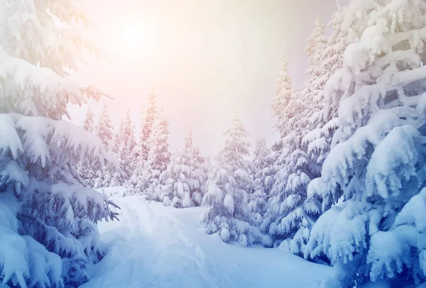 美丽的冬树在阳光下闪闪发光 戏剧化的冬季场景 欧洲乌克兰喀尔巴阡山国家公园 滑雪胜地 美丽的世界安装调音效果 新年快乐 — 图库照片