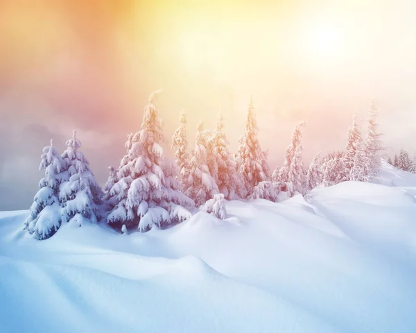 Majestätische Winterbäume Die Sonnenlicht Leuchten Dramatische Winterliche Szene Standort Karpaten — Stockfoto