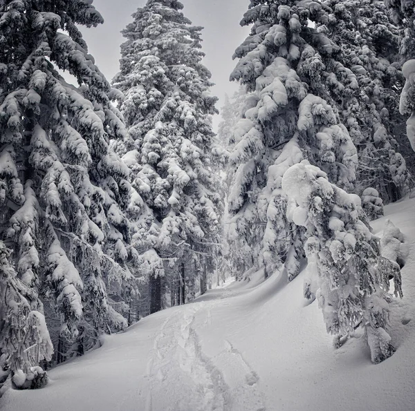 Majestuoso Paisaje Invernal Escena Invernal Dramática Ubicación Cárpatos Ucrania Europa — Foto de Stock