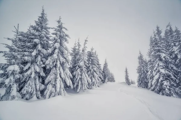 Majestatyczny Zimowy Krajobraz Mglistej Pogodzie Dramatyczna Scena Lokalizacja Carpathian National — Zdjęcie stockowe