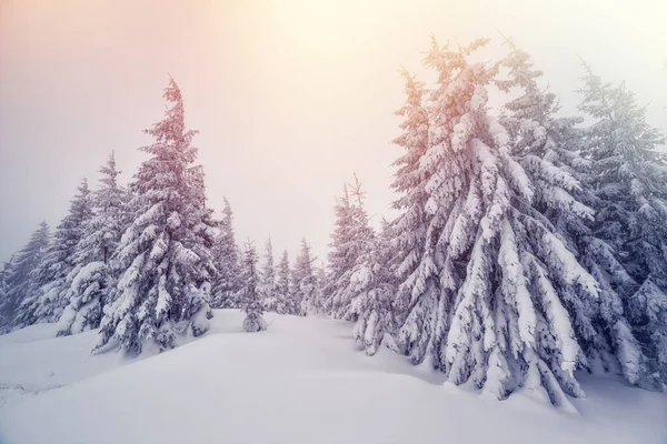 Maestoso Paesaggio Invernale Illuminato Dalla Luce Del Sole Mattino Drammatica — Foto Stock