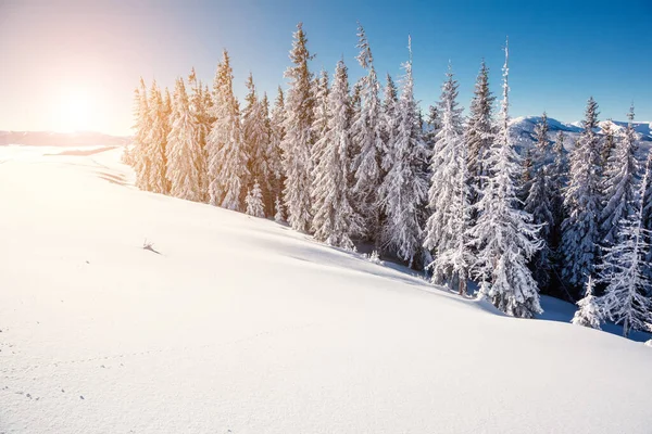 朝の日差しに照らされた雄大な冬の風景 劇的な冬のシーン 場所カルパティア ウクライナ ヨーロッパ 美の世界 Instagramのトーン効果 明けましておめでとうございます — ストック写真