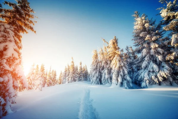 美丽的冬树在阳光下闪闪发光 戏剧化的冬季场景 欧洲乌克兰喀尔巴阡山国家公园 阿尔卑斯山滑雪胜地 美丽的世界安装调音效果 新年快乐 — 图库照片