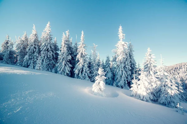 Majestosas Árvores Inverno Brilhando Luz Sol Cena Invernal Dramática Localização — Fotografia de Stock