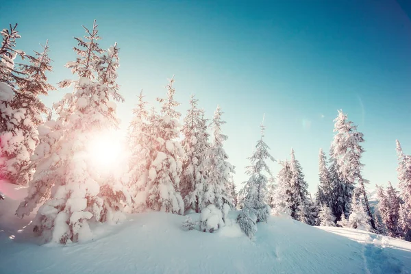 Majestuosos Árboles Invierno Brillando Por Luz Del Sol Escena Invernal — Foto de Stock