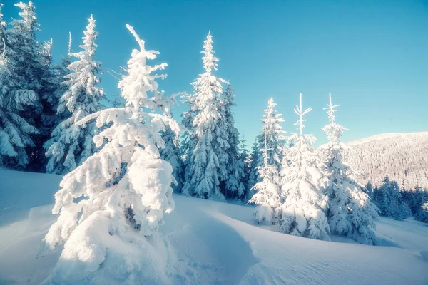 Majestueuze Winterbomen Gloeiend Door Zonlicht Dramatische Winterse Scène Locatie Karpaten — Stockfoto