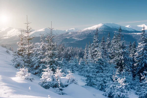 Majestosas Árvores Inverno Brilhando Luz Sol Cena Invernal Dramática Localização — Fotografia de Stock