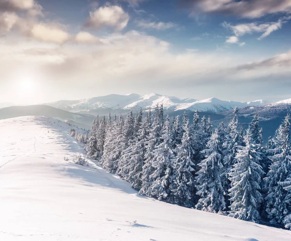 Majestätische Winterbäume Die Sonnenlicht Leuchten Dramatische Winterliche Szene Ort Karpatennationalpark — Stockfoto