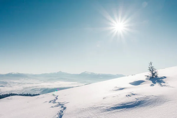 美丽的冬树在阳光下闪闪发光 戏剧化的冬季场景 欧洲乌克兰喀尔巴阡山国家公园 阿尔卑斯山滑雪胜地 美丽的世界安装调音效果 新年快乐 — 图库照片