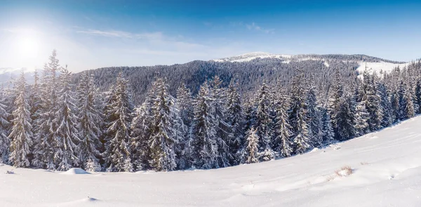 Majestuosos Árboles Invierno Brillando Por Luz Del Sol Escena Invernal — Foto de Stock