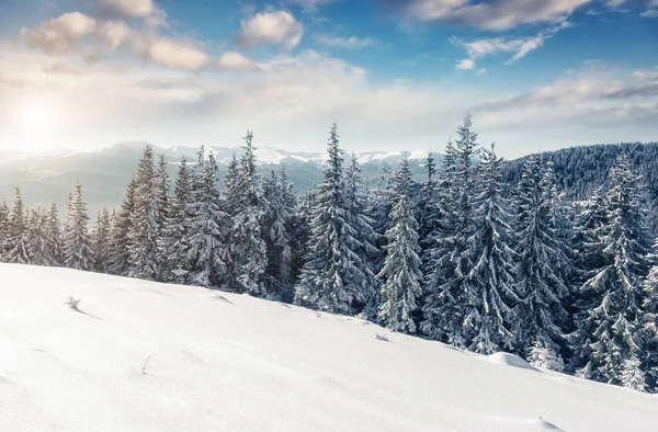Güneş Işığıyla Parlayan Görkemli Kış Ağaçları Dramatik Kış Sahnesi Carpathian — Stok fotoğraf