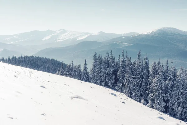 太陽の光で輝く雄大な冬の木 劇的な冬のシーン 場所カルパチア国立公園 ウクライナ ヨーロッパ アルプススキー場 美の世界 Instagramのトーン効果 明けましておめでとうございます — ストック写真
