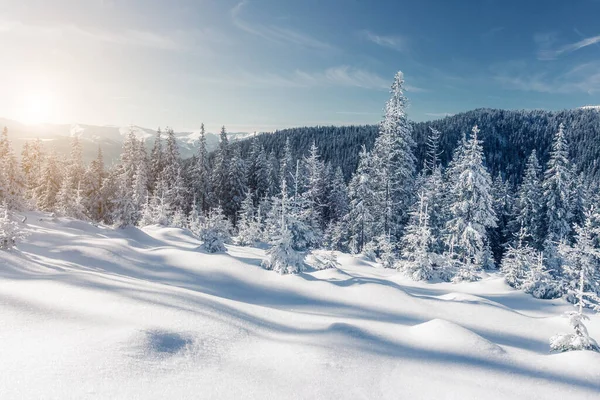 Majestosas Árvores Inverno Brilhando Luz Sol Cena Invernal Dramática Localização — Fotografia de Stock