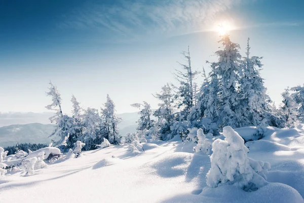 Majestátní Zimní Stromy Zářící Slunečním Světlem Dramatická Zimní Scéna Lokalita — Stock fotografie
