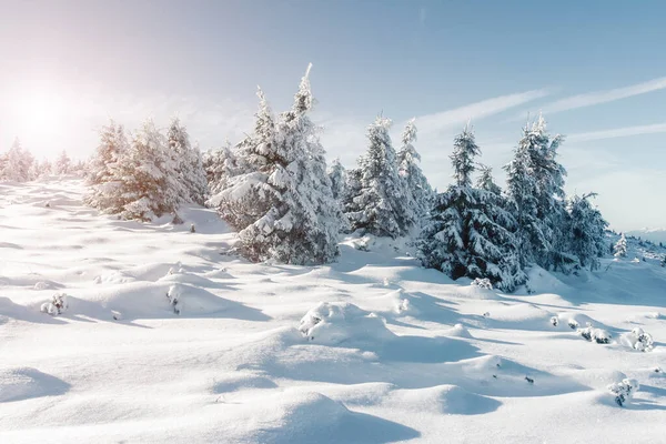 Majestic Winter Trees Glowing Sunlight Dramatic Wintry Scene Location Carpathian — Stock Photo, Image