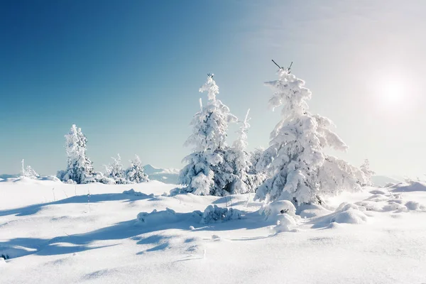 Majestueuze Winterbomen Gloeiend Door Zonlicht Dramatische Winterse Scène Locatie Karpaten — Stockfoto