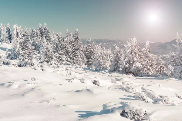 Fenséges Téli Fák Ragyognak Napfényben Drámai Téli Jelenet Helyszín Kárpátok — Stock Fotó