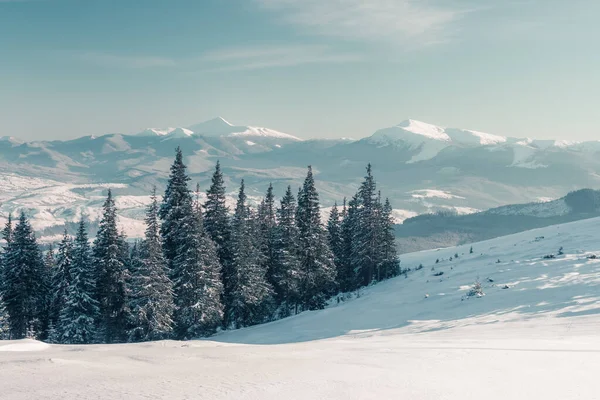 Величні Зимові Дерева Світяться Від Сонячного Світла Драматична Зимова Сцена — стокове фото