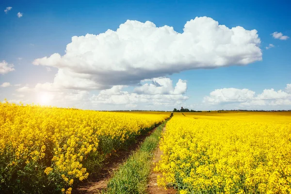 Magnifik Utsikt Över Det Ändlösa Canola Fältet Solig Dag Vita — Stockfoto