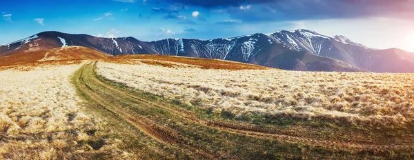 Magiskt Gult Torrt Gräs Som Glöder Solljus Dramatisk Scen Och — Stockfoto