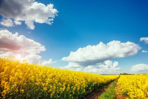 晴れた日には無限の菜の花畑の壮大な景色 白いふわふわの雲 絵のような豪華なシーン 場所ウクライナ ヨーロッパ 芸術作品 美の世界 — ストック写真