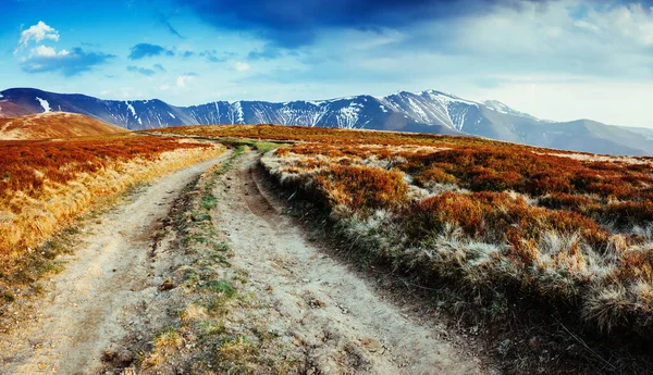 Magiskt Gult Torrt Gräs Som Glöder Solljus Dramatisk Scen Och — Stockfoto