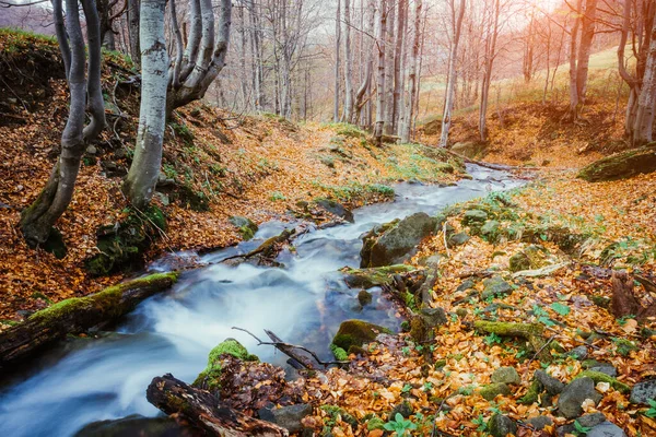Fantastischer Teppich Aus Gelben Blättern Wald Die Das Sonnenlicht Glühen — Stockfoto