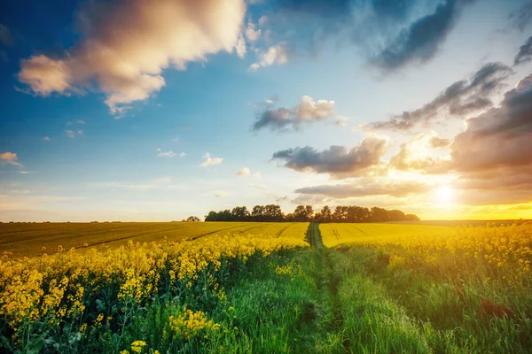 Prachtig Uitzicht Het Groene Gras Canola Veld Gloeiend Door Zonlicht — Stockfoto