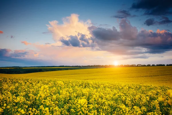 太陽の光に照らされた無限の菜の花畑の壮大な景色 劇的な絵と絵のシーン 場所ウクライナ ヨーロッパ 芸術作品 美の世界 ソフトフィルター効果 — ストック写真