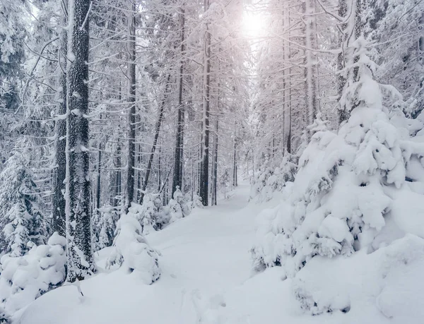 Majestátní Zimní Krajina Dramatická Zimní Scéna Lokalita Karpatský Národní Park — Stock fotografie
