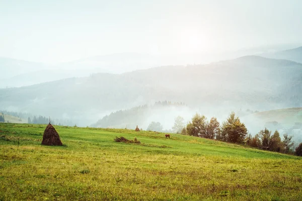 太陽の光に照らされた緑の丘の景色 劇的なシーンや絵 場所カルパティア ウクライナ ヨーロッパ 美の世界 レトロでヴィンテージスタイル Instagramのトーン効果 — ストック写真