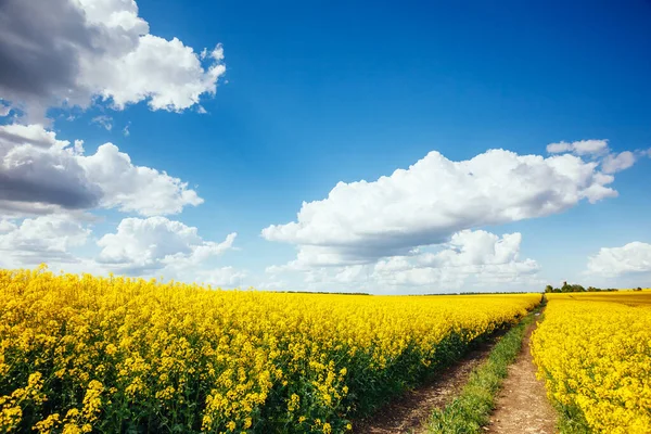 阳光灿烂的日子里 无边无际的科诺拉田野的壮丽景色 白色蓬松的云 风景如画 风景秀丽 乌克兰 艺术风格的照片美丽的世界 — 图库照片