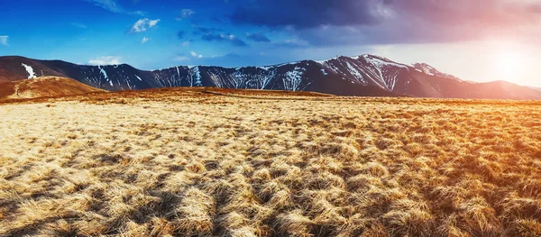 在阳光下闪闪发光的黄色干草的美丽景色 戏剧化和风景如画的场面 乌克兰 喀尔巴阡山 美丽的世界复古和复古风格 Instagram调音效果 — 图库照片