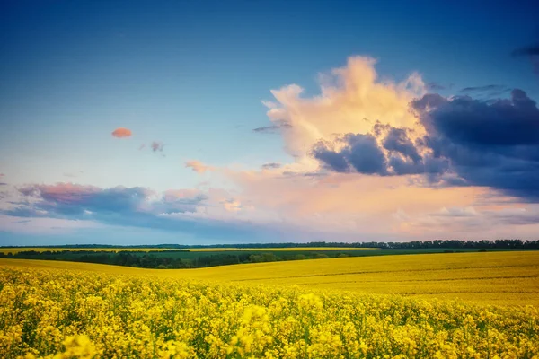 Magnifik Utsikt Över Det Ändlösa Canola Fält Som Lyser Solljus — Stockfoto