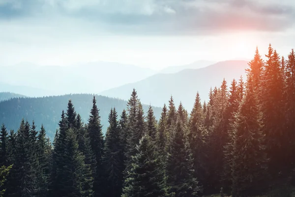 Varázslatos Kilátás Titokzatos Erdőben Ragyog Napfényben Drámai Jelenet Festői Kép — Stock Fotó