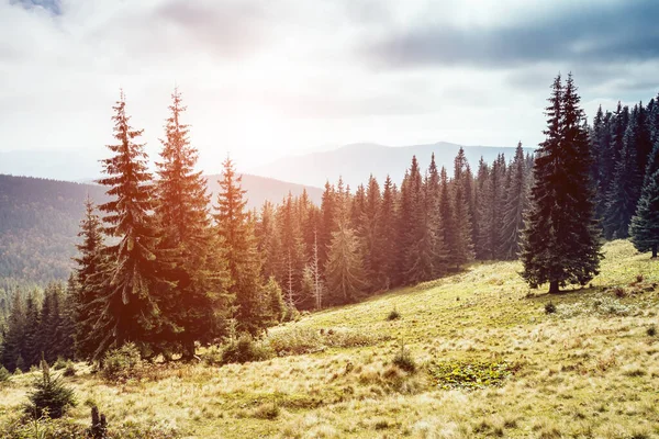 Güneş ışığıyla parlayan sihirli vadinin manzarası. Dramatik sahne ve resimli resim. Mekan Karpatlar, Ukrayna, Avrupa. Güzellik dünyası. Retro ve klasik tarzda. Instagram tonlama efekti