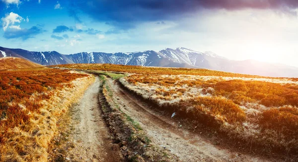 Magisch Geel Droog Gras Gloeiend Door Zonlicht Dramatische Scène Schilderachtig — Stockfoto