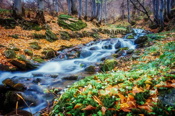 Fantastique Tapis Feuilles Jaunes Dans Forêt Ensoleillée Scène Dramatique Image — Photo