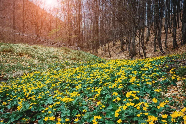 Fantastic Carpet Yellow Marsh Marigold Caltha Palustris Glowing Sunlight Dramatic — Stock Photo, Image