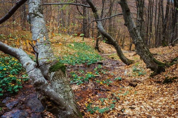 Fantastic Carpet Yellow Leaves Forest Glowing Sunlight Dramatic Scene Picturesque — Stock Photo, Image