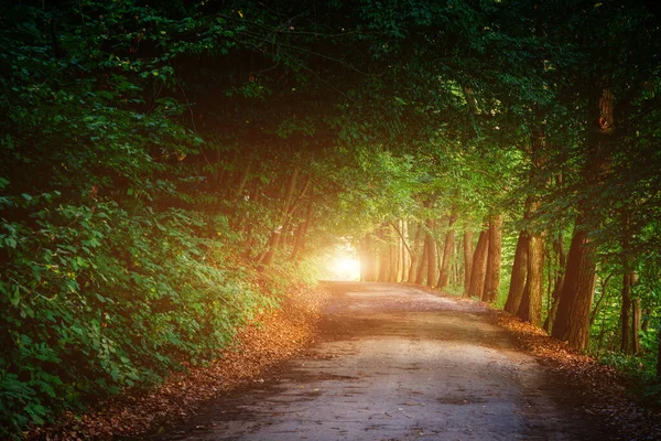 Magical Tunnel Pathway Thick Forest Glowing Sunlight Path Framed Bushes — Stock Photo, Image