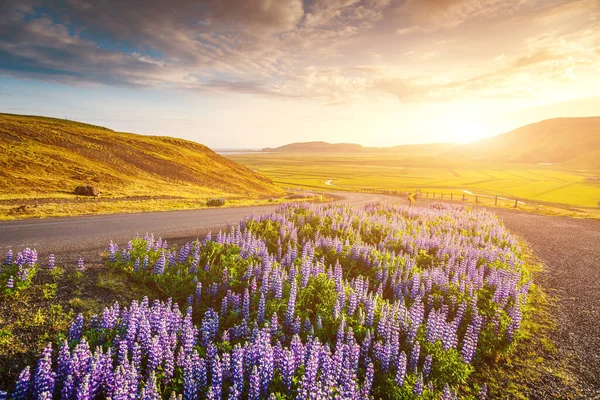 Magica Vallata Lupina Fiore Che Splende Alla Luce Del Sole — Foto Stock