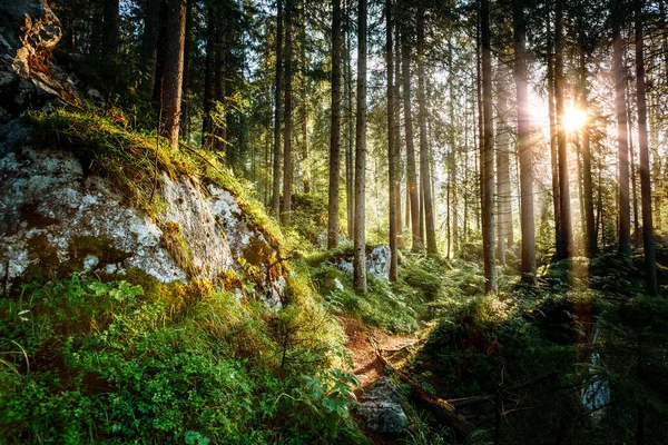 Bosques Mágicos Bajo Sol Mañana Bosque Hadas Otoño Escena Dramática — Foto de Stock