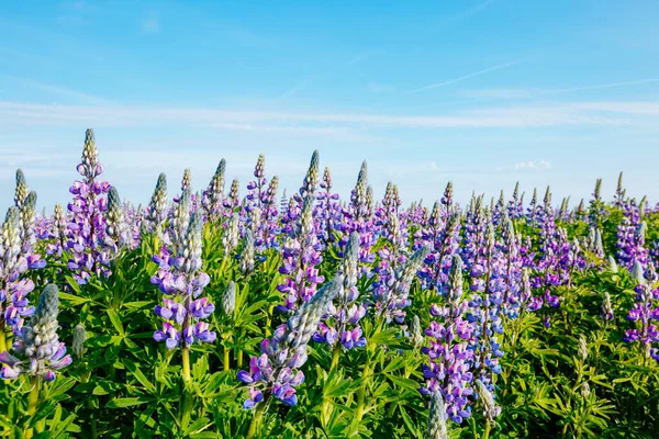 Magical Blooming Lupine Valley Glowing Sunlight Day Unusual Gorgeous Morning — Stock Photo, Image