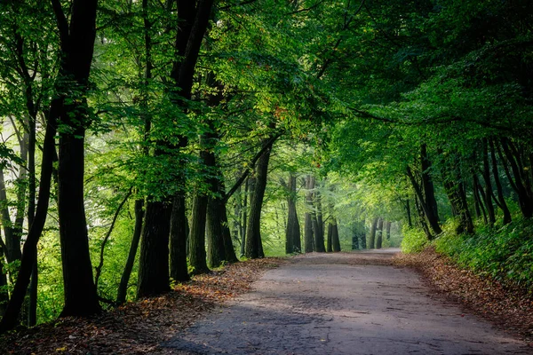 Magischer Tunnel Und Pfad Durch Einen Dichten Wald Mit Sonnenlicht — Stockfoto