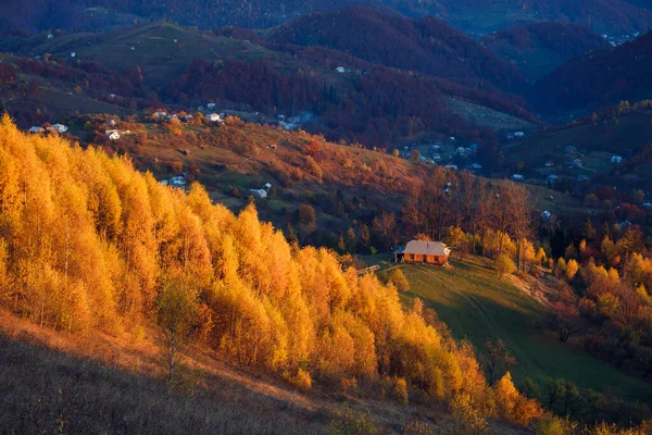 山の谷で日当たりの良いビームで雄大な鮮やかな白樺 劇的で絵のような朝のシーン 赤と黄色の葉 暖かい調子だ カルパティア ソキルスキー尾根 コシフ ウクライナ ヨーロッパ 美の世界 ストックフォト