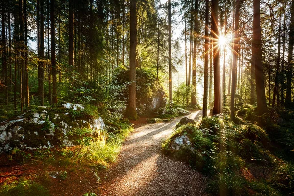 Cênica Mágica Caminho Através Floresta Sol Manhã Cena Dramática Imagem Imagem De Stock