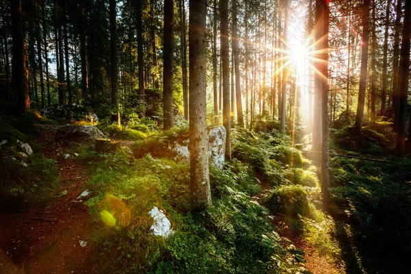 Magisch Bos Ochtendzon Sprookjesbos Herfst Dramatische Scène Schilderachtig Beeld Prachtige Rechtenvrije Stockfoto's