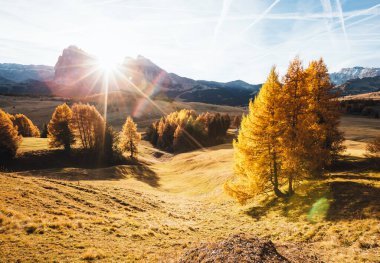 Güneş ışığındaki hoş sarı tarlalar. Benzersiz ve muhteşem bir sahne. Konum yeri Dolomiti, Compaccio köyü, Seiser Alm veya Alpe di Siusi, Bolzano ili - Güney Tyrol, İtalya, Avrupa. Güzellik dünyası.